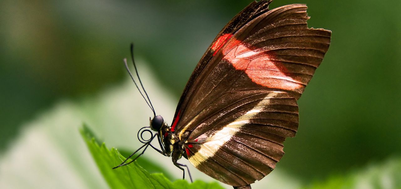 Short Family Stories, Butterfly