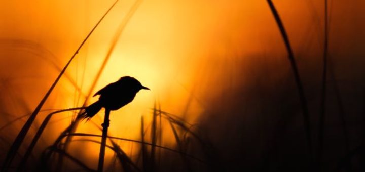 a bird sitting on blade of grass