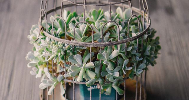 succulents in a retro vase