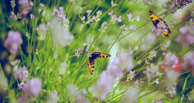 two butterflies in the tall grass and flowers