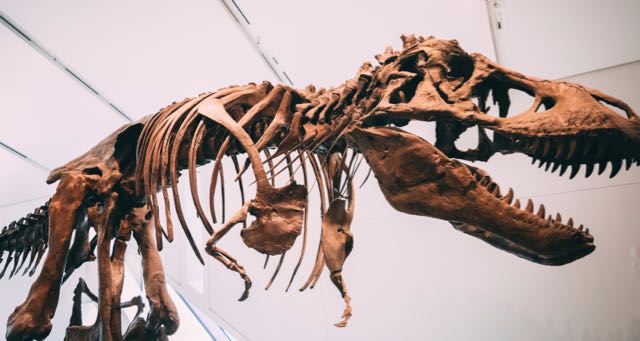 dinosaur skeleton in a museum