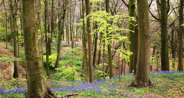forest with purple flowers in spring