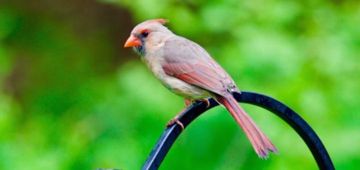 cardinal bird on a fence