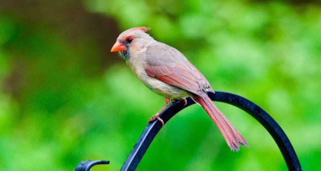 cardinal bird on a fence