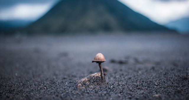 mushroom growing in an empty field