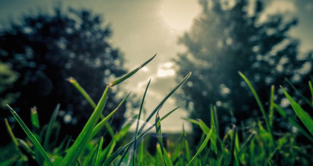 green grass with trees and sun