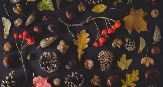an arrangement of pine cones, dry leaves and branches