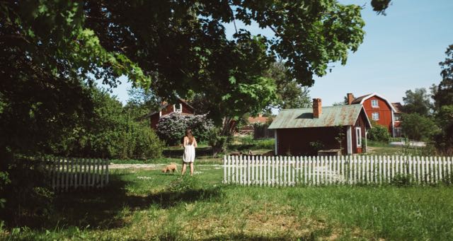 large tree at the backyard of a rural house
