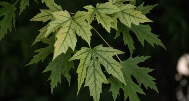 green maple leaves