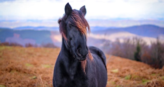 wild horse on a mountain field