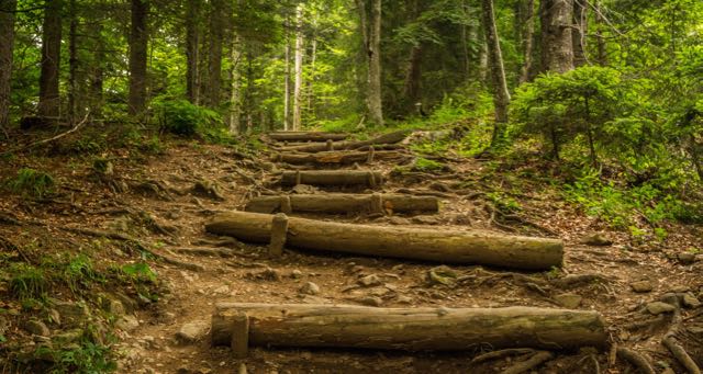 hiking trail with wooden logs