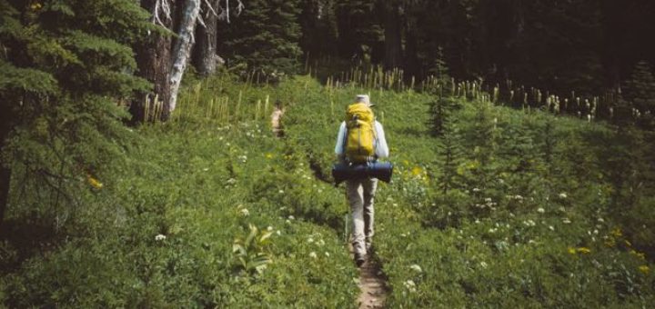 hiker going on path surrounded by green plants