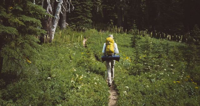 hiker going on path surrounded by green plants